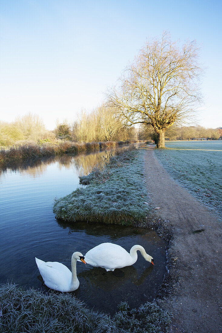 Schwäne auf dem Itchen River Navigation Canal an einem nebligen Morgen auf der Wasserwiese; Winchester, Hampshire, England