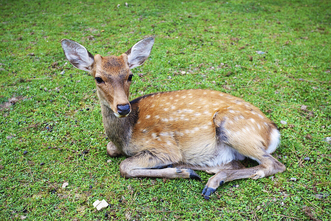 A Deer Laying On The Grass; Japan