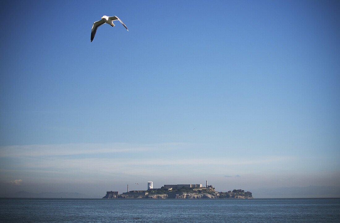 Eine Möwe fliegt über die Bucht von San Francisco mit der Insel Alcatraz im Hintergrund; San Francisco, Kalifornien, Vereinigte Staaten von Amerika
