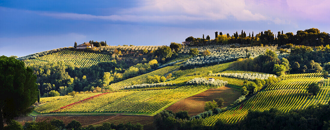 Vineyard, Near San Gimignano; Tuscany, Italy