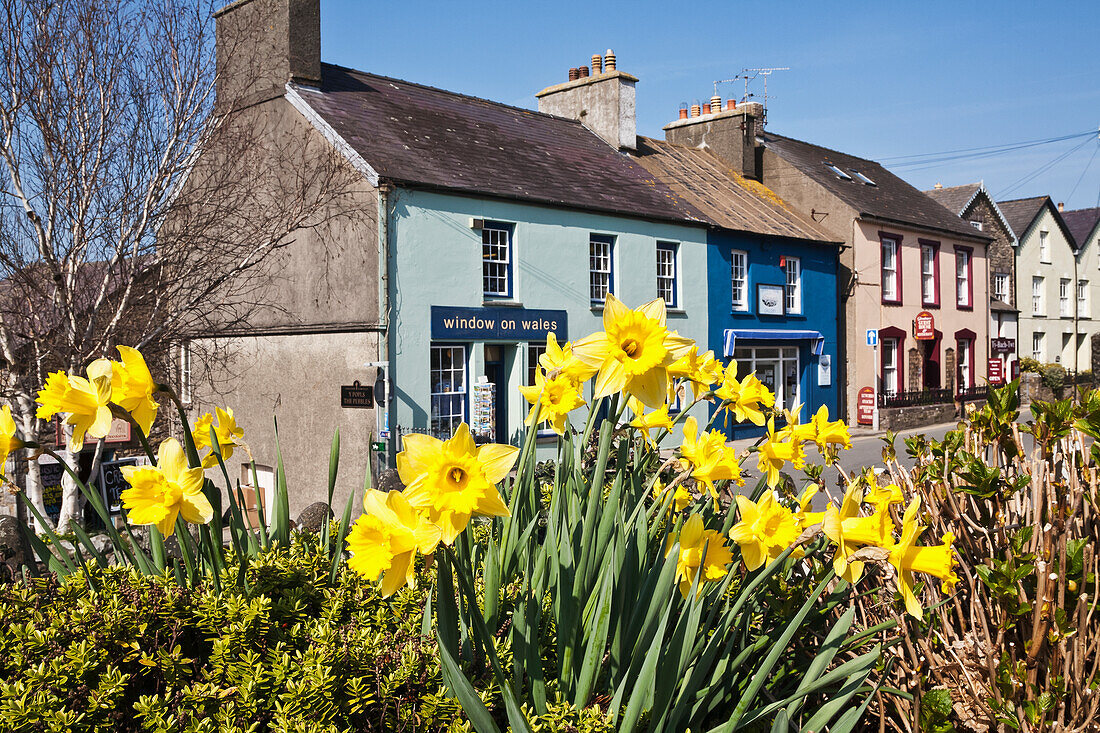 Daffodils In Bloom With Tourist Gift Shop Window On Wales, And Art Gallery; St. David, Pembrokeshire, Wales