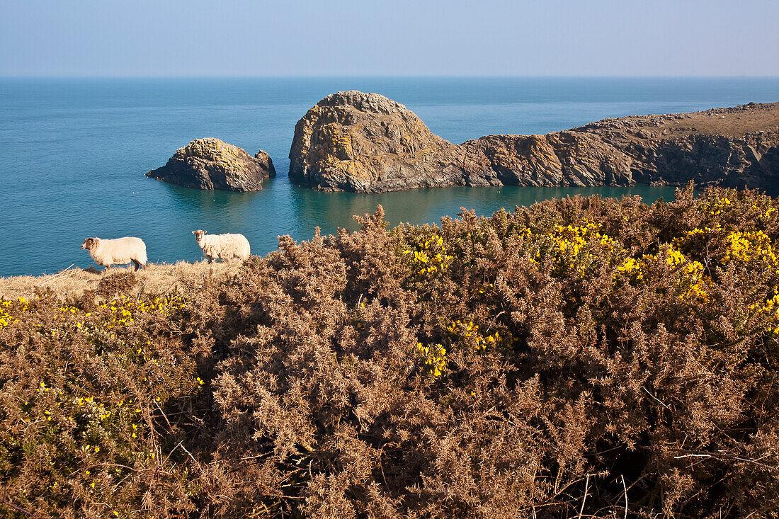 Schafe auf dem Pembrokeshire-Küstenpfad, in der Nähe von Porthgain, Südwestwales; Pembrokeshire, Wales