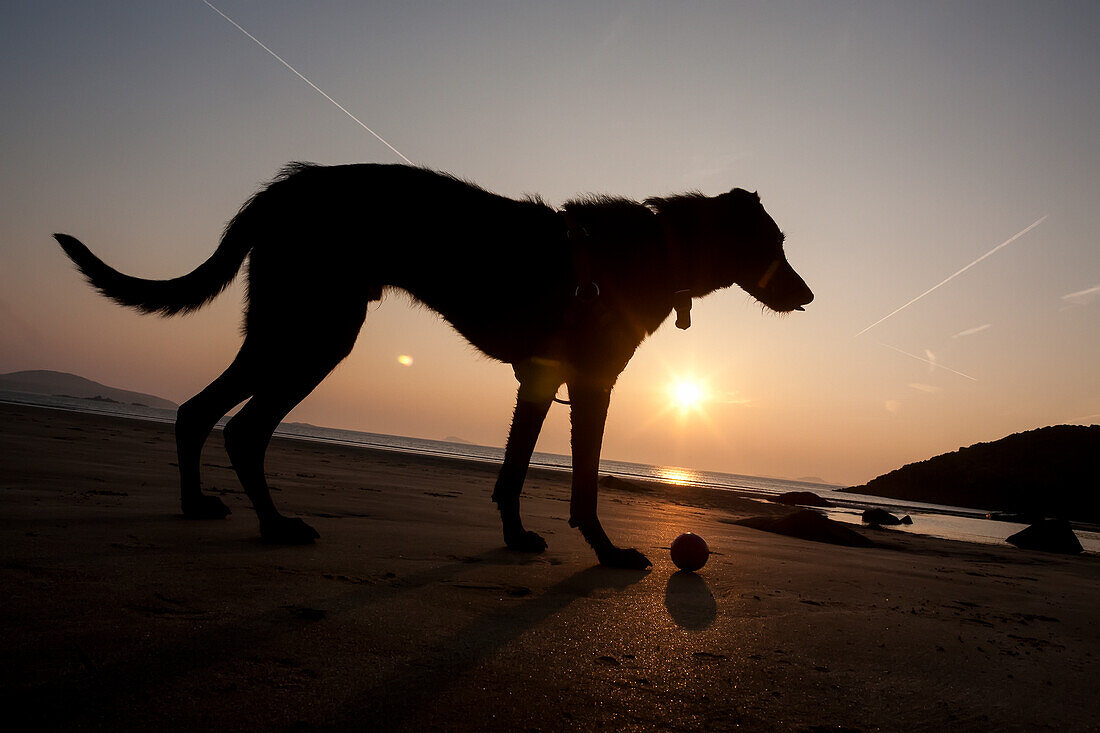 Ein Hund mit seinem Ball bei Sonnenuntergang am Whitesands-Strand, Pembrokeshire-Küstenpfad, Südwest-Wales; Pembrokeshire, Wales