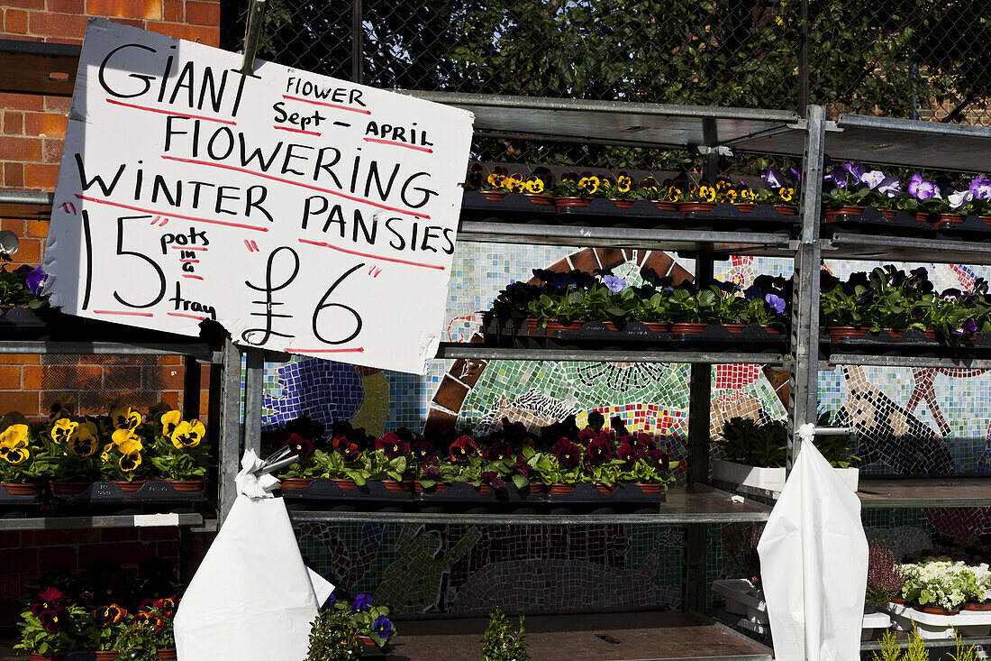 Columbia Road Flower Market; London, England