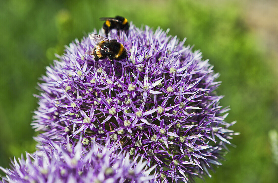 Bumble Bees Pollinating The Purple Topped Allium Giganteum, Greenwich Park; London, England