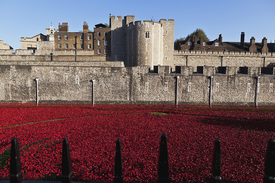 Keramische Mohnblumen am Tower of London zum Gedenken an den 100. Jahrestag des Ersten Weltkriegs; London, England