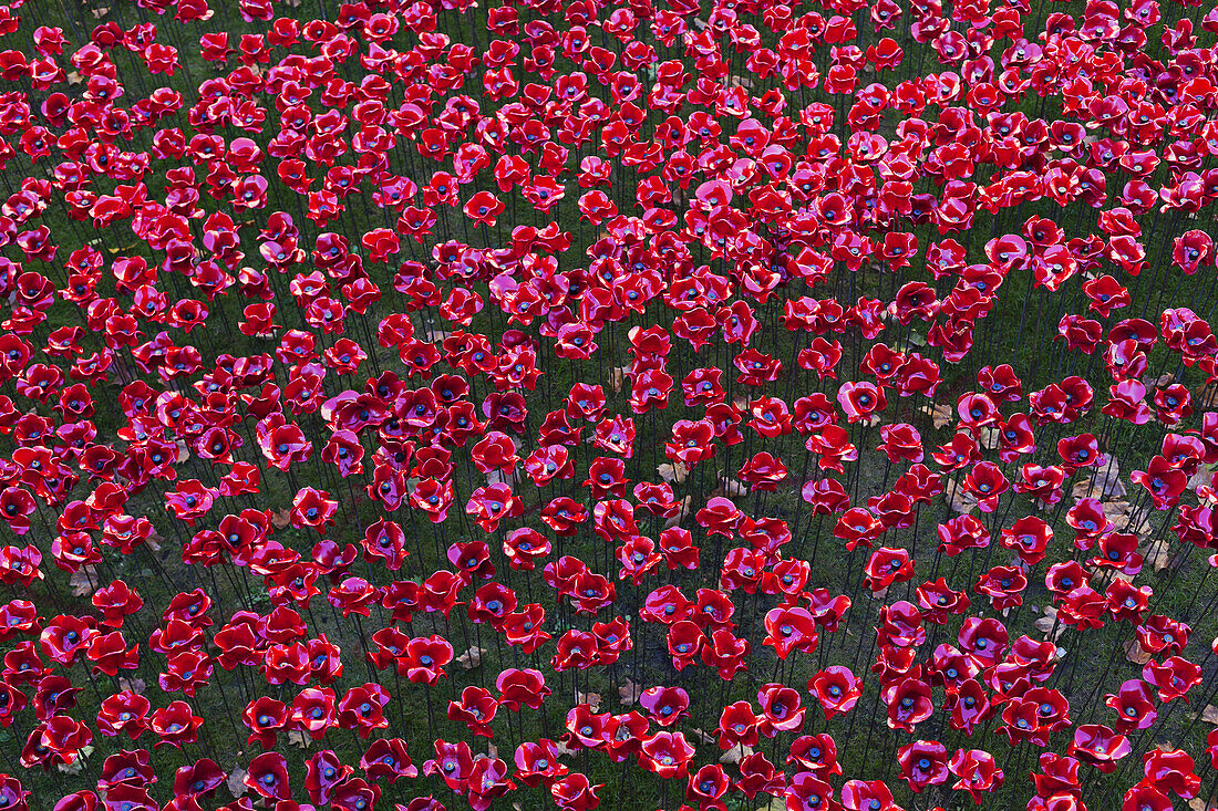 Keramische Mohnblumen am Tower of London zum Gedenken an den 100. Jahrestag des Ersten Weltkriegs; London, England