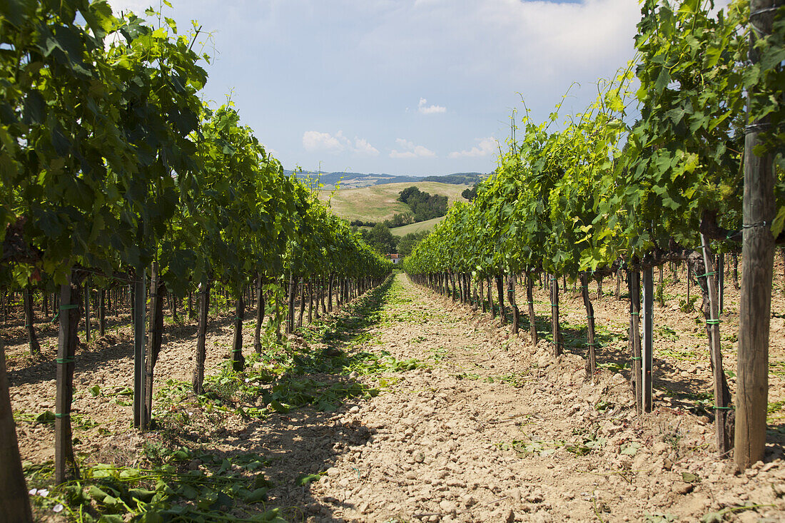 Hellgrüne Reihen von Weinstöcken; Ascianello, Montepulciano, Toskana, Italien