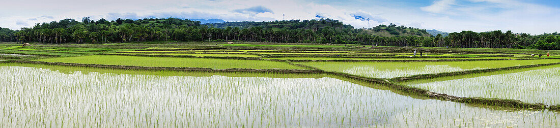 Reisfelder; Timor-Leste