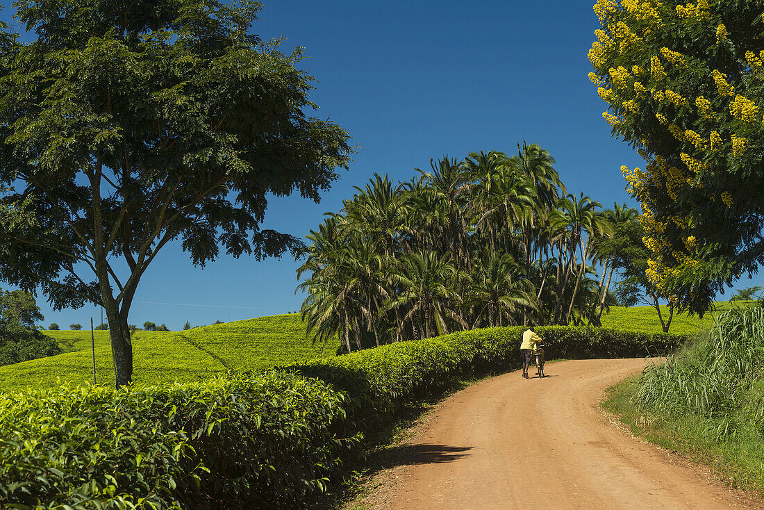 Mann schiebt Fahrrad den Weg hinauf, vorbei an Feldern mit Teesträuchern und einer Winterkassie (gelb blühender Baum), Satemwa Tea Estate; Thyolo, Malawi