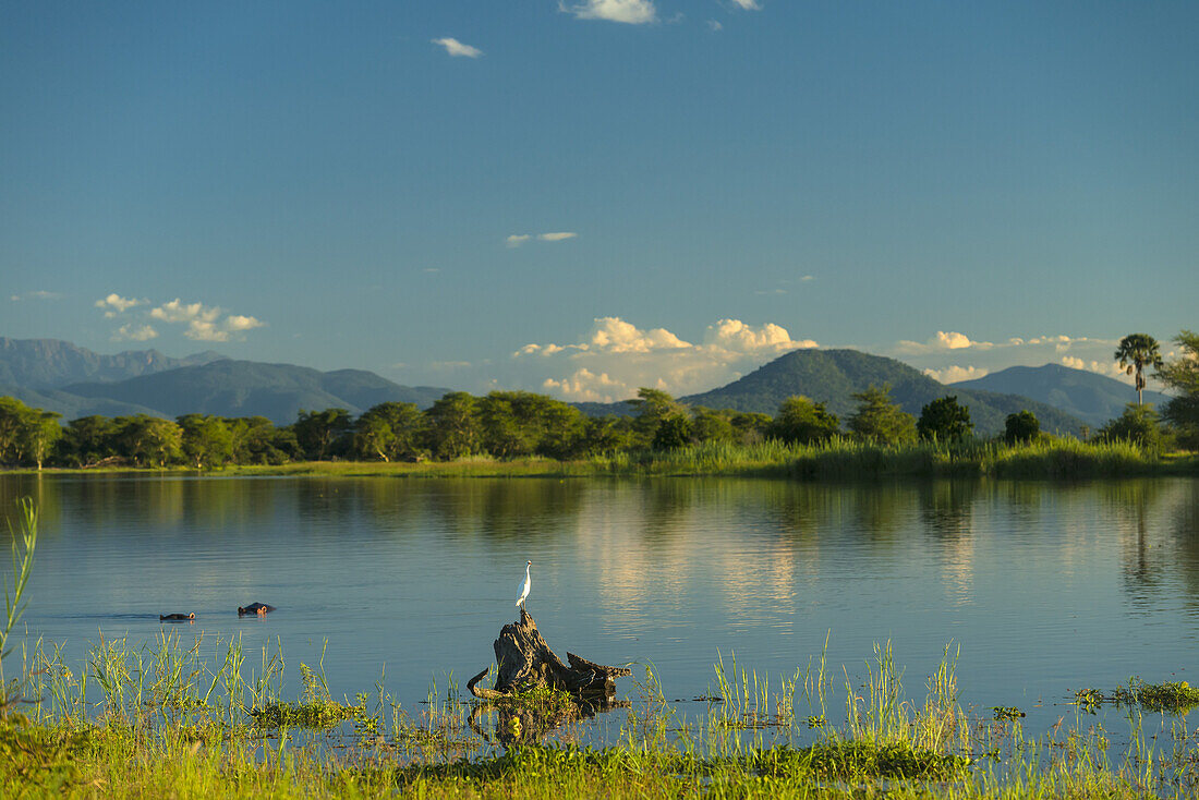 Egret And Hippos Beside The Banks Of The Shire River At Dusk, Liwonde National Park; Malawi