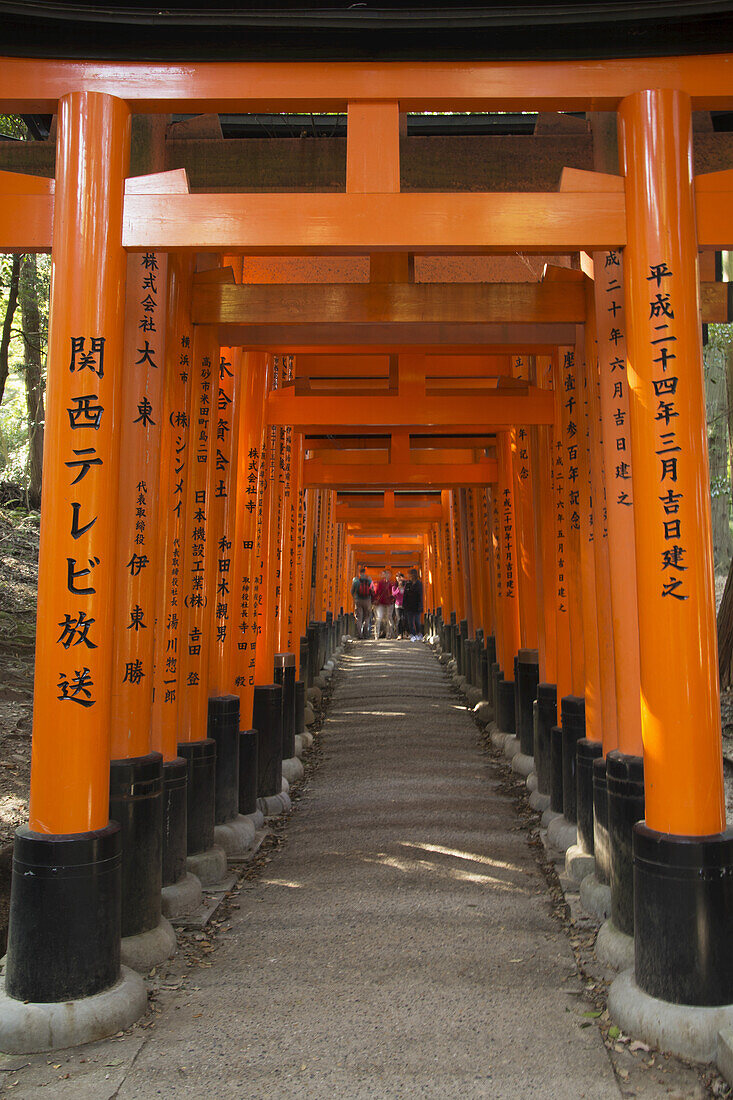 Many Tori Gates At Fushimi Inari; Kyoto, Japan