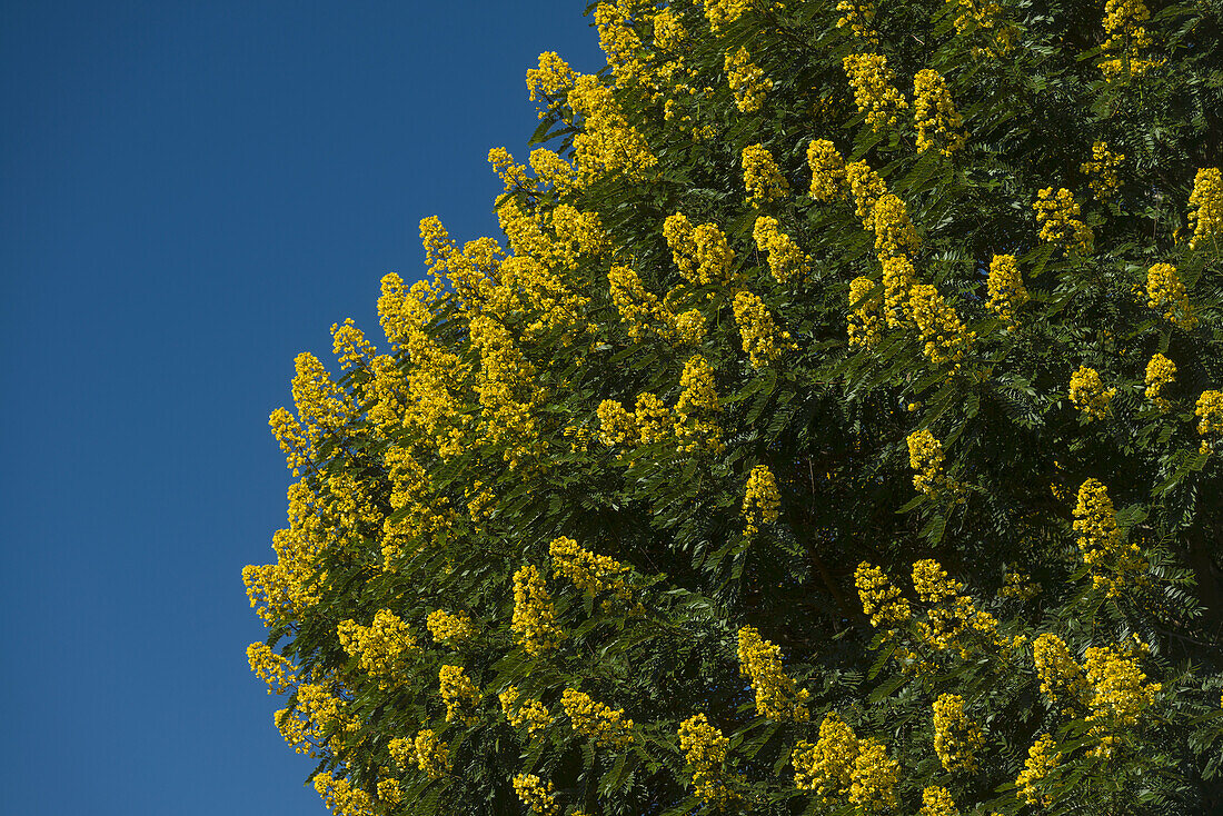 Detail eines mit gelben Blüten bedeckten Winterkassiabaums, Satemwa Tea Estate; Thyolo, Malawi