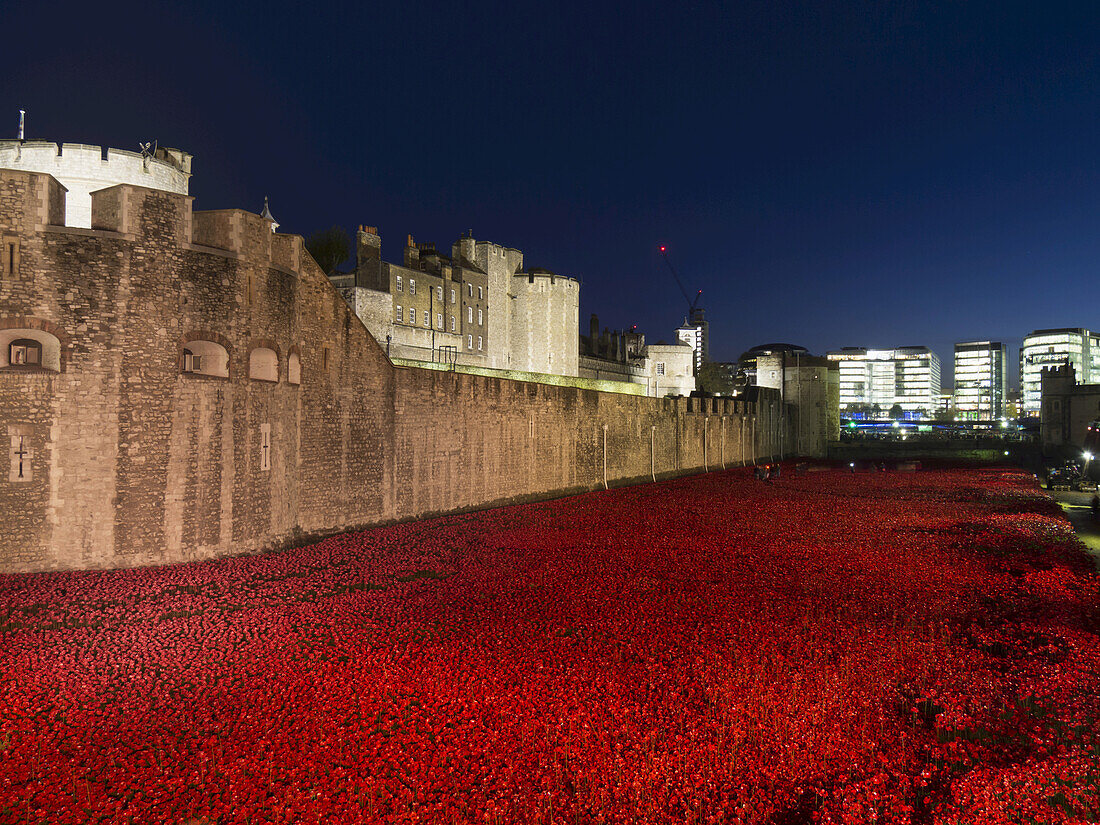 Poppies At Tower Of London At Dusk; London, England