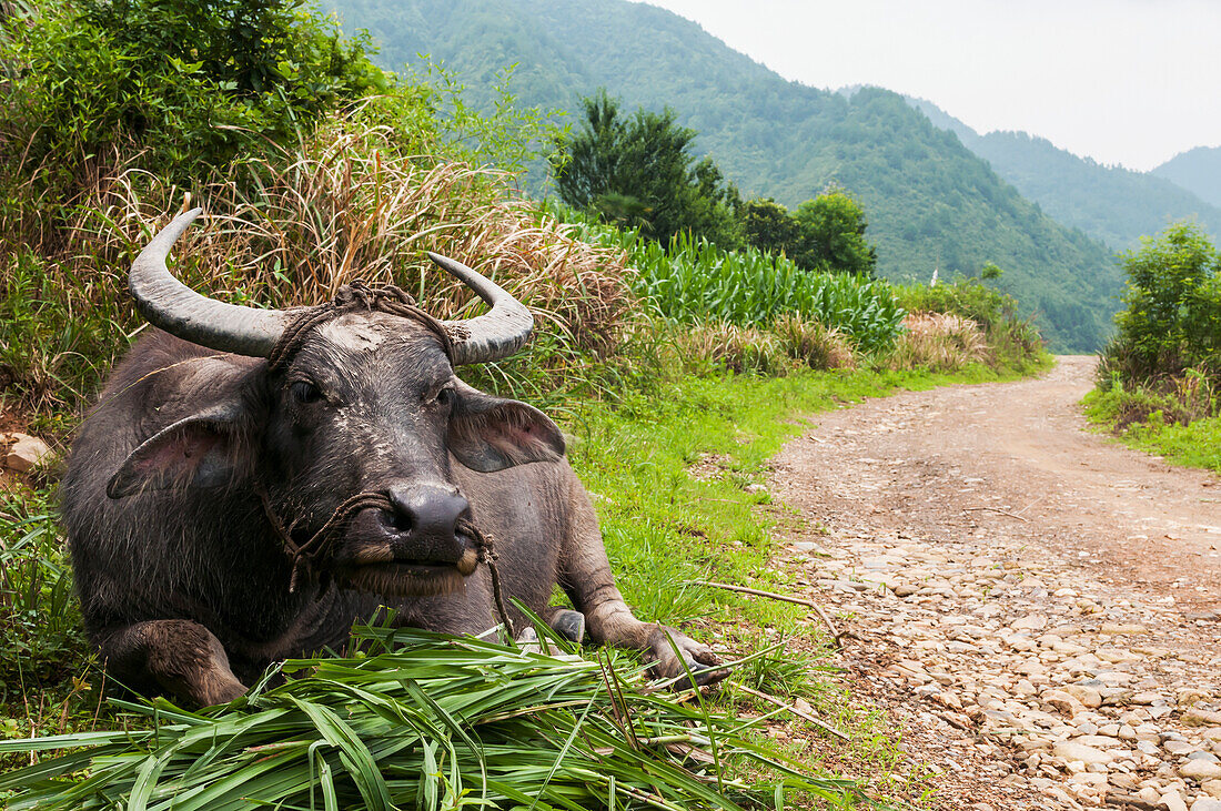 Ochse ruht sich nach harter Arbeit in den Reisfeldern in einem kleinen Dorf bei Wuyuan aus; Provinz Jiangxi, China