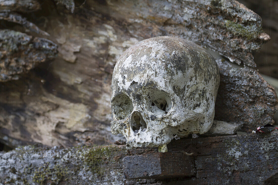 Schädel auf einem Holzsarg, Kete Kesu, Toraja Land, Süd-Sulawesi, Indonesien