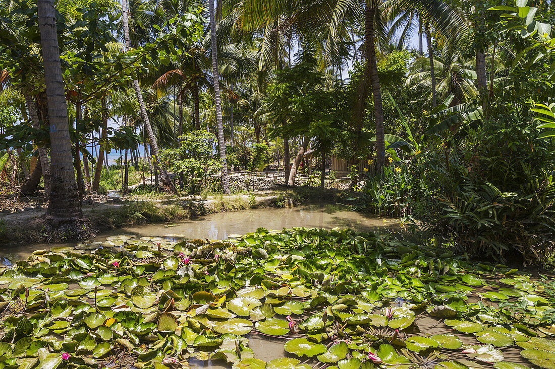 Teich mit Seerosen; Osoalata, Baucau, Osttimor