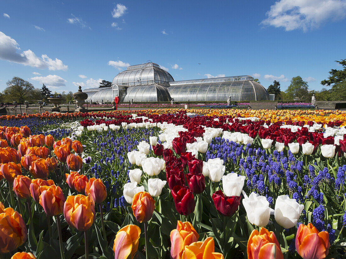 Kew Gardens, Tulpen und das Palmenhaus; London, England