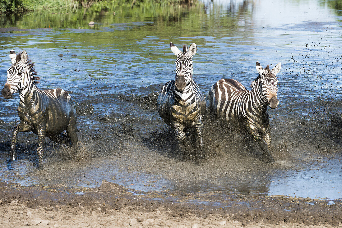 Drei Zebras (Equus Quagga), die im Serengeti-Nationalpark durch das Wasser planschen; Tansania