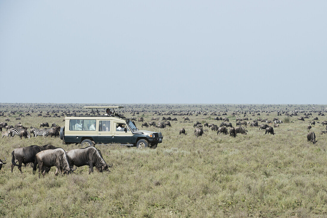 Safari Vehicle Surrounded By Wildebeest And Zebras On The Serengeti Plains; Tanzania