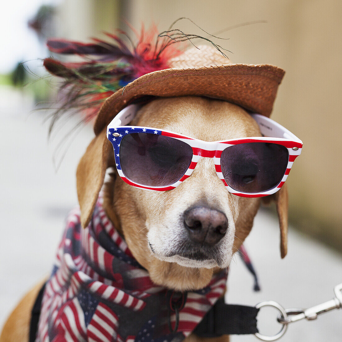 Hund, der eine Sonnenbrille mit amerikanischer Flagge, ein Bandana mit amerikanischer Flagge um den Hals und einen alten Strohhut auf dem Kopf trägt und in die Kamera schaut; Florida, Vereinigte Staaten von Amerika