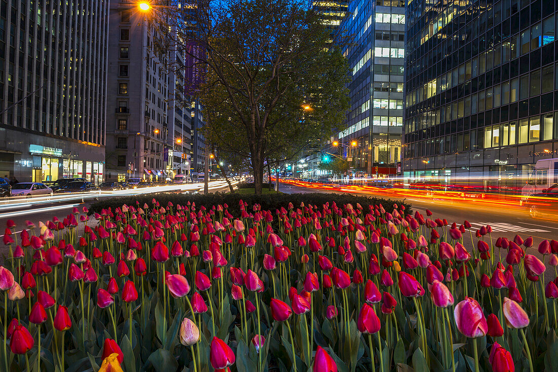 Tulip Display On Park Avenue; New York City, New York, United States Of America