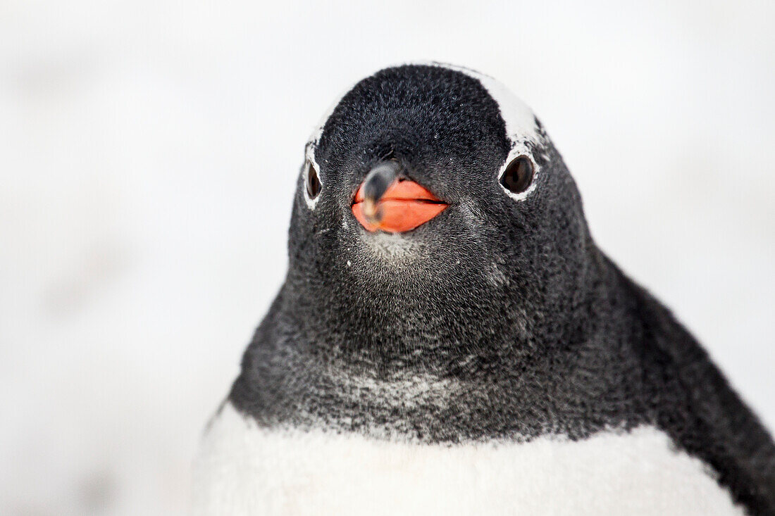 Eselspinguin (Pygoscelis Papua) in Port Lockroy, Antarktische Halbinsel; Antarktis