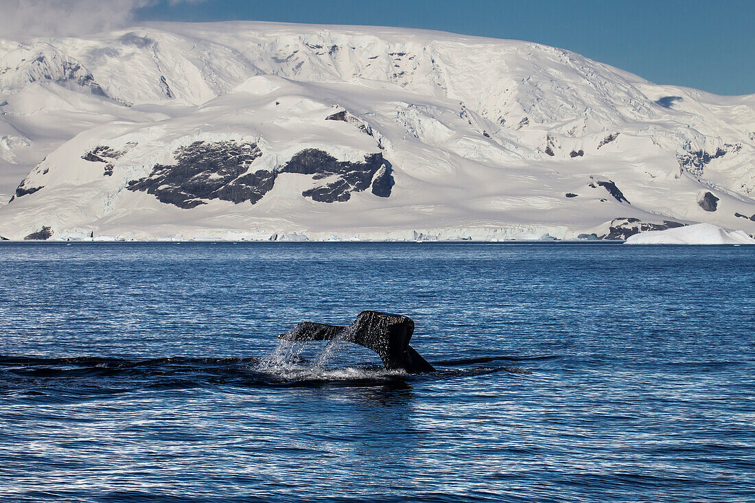 Humpback Whale (Megaptera Novaeangliae) In Gerlache Strait, Antarctic Peninsula; Antarctica