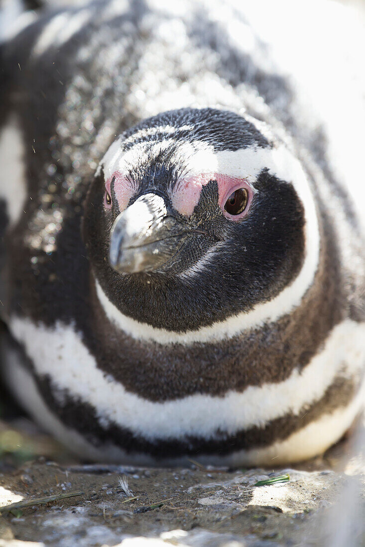 Magellanpinguine (Spheniscus Magellanicus) am Strand in der Nähe der Löwenköpfe im Monte Leon-Nationalpark; Provinz Santa Cruz, Argentinien