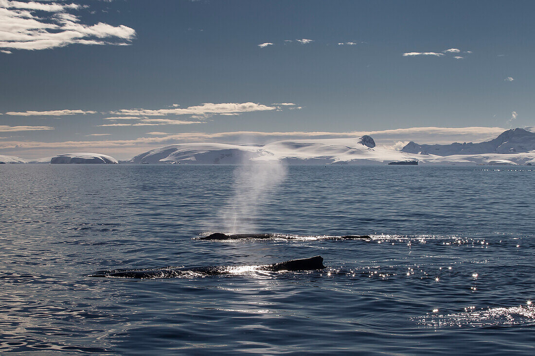 Humpback Whales (Megaptera Novaeangliae) In Gerlache Strait, Antarctic Peninsula; Antarctica