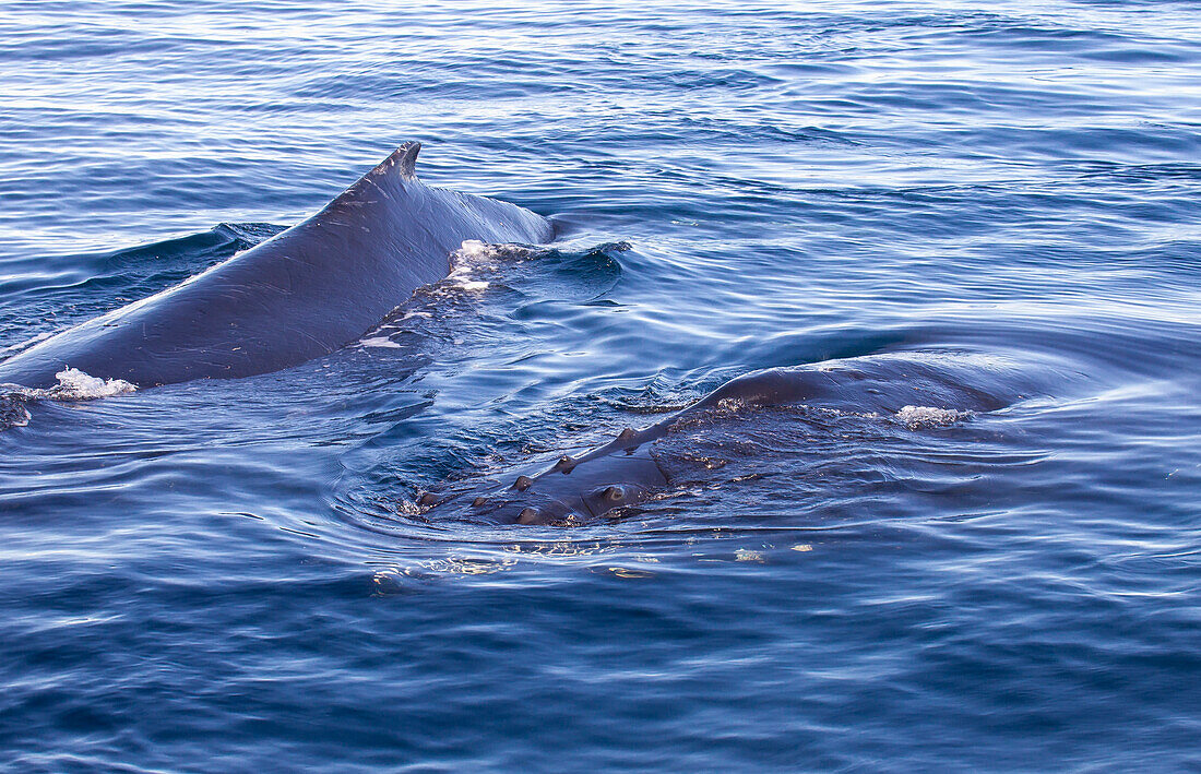 Humpback Whales (Megaptera Novaeangliae) In Gerlache Strait, Antarctic Peninsula; Antarctica