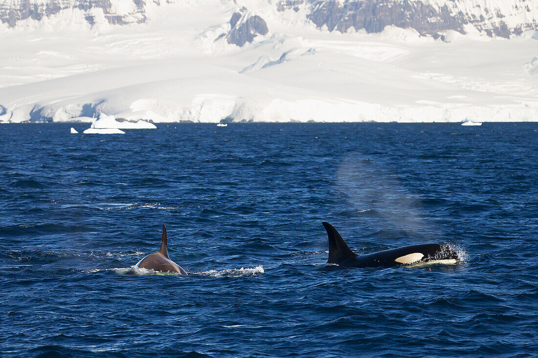 Orca (Orcinus Orca), Typ B, vor der Insel Anvers; Antarktis