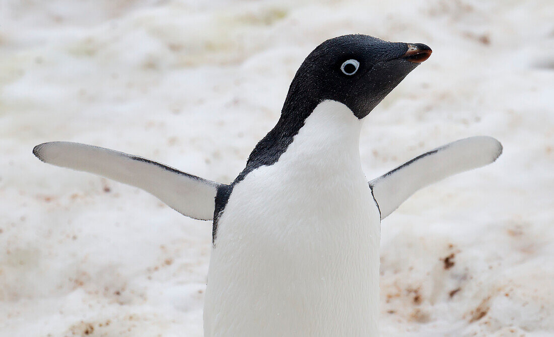 Adelie Penguin (Pygoscelis Adeliae) On Pleneau Island, Antarctic Peninsula; Antarctica