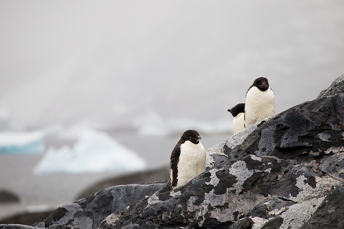 Adelie Penguins (Pygoscelis Adeliae) On Pleneau Island, Antarctic Peninsula; Antarctica