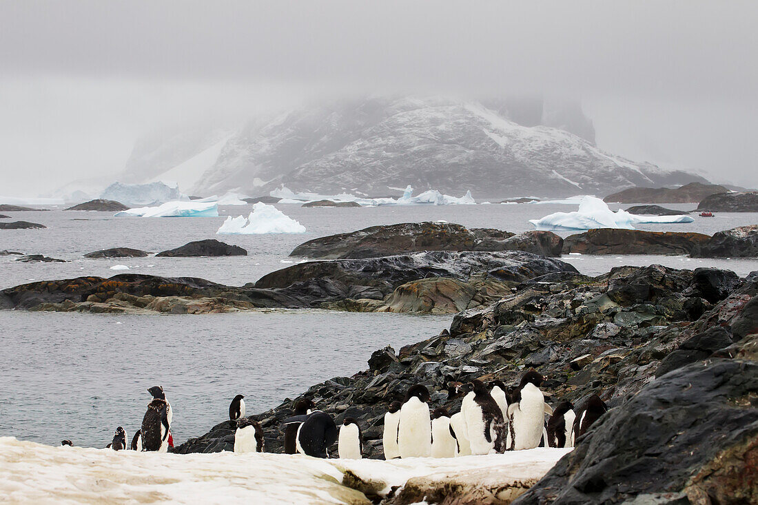 Adelie Penguins (Pygoscelis Adeliae) On Pleneau Island, Antarctic Peninsula; Antarctica