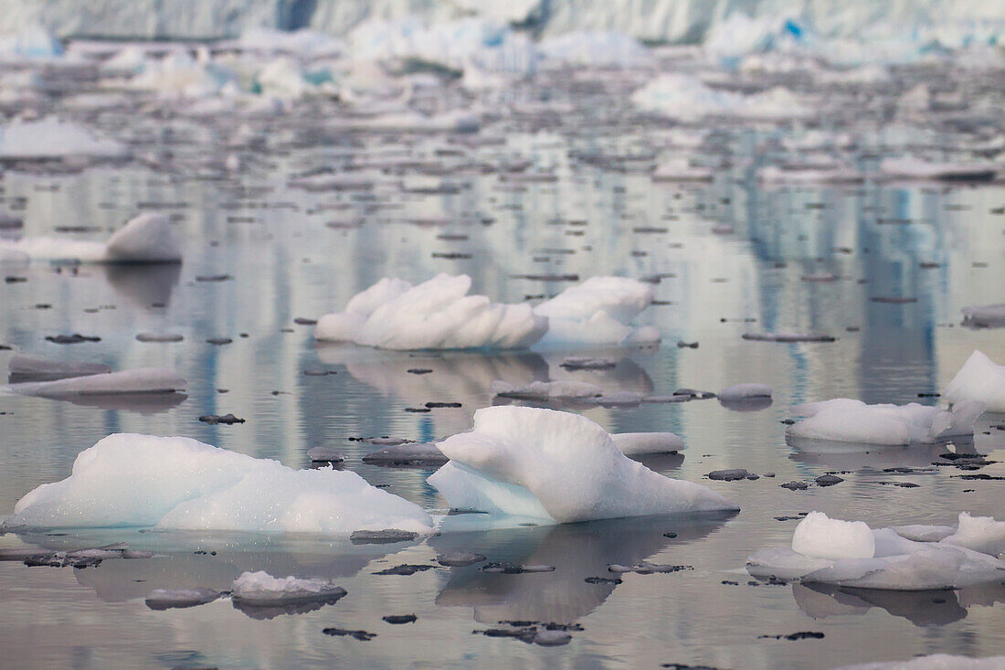 Icebergs In Neko Harbor, Antarctic Peninsula; Antarctica