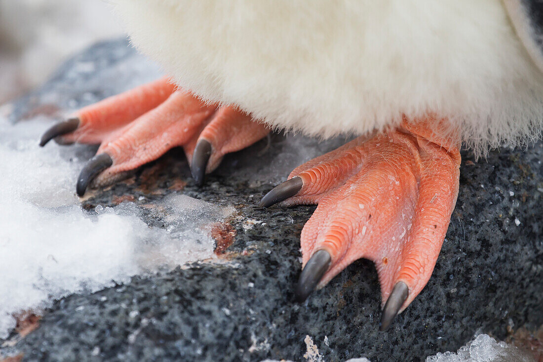 Close Up Of Feet Of Gentoo Penguin (Pygoscelis Papua) At Port Lockroy, Antarctic Peninsula; Antarctica