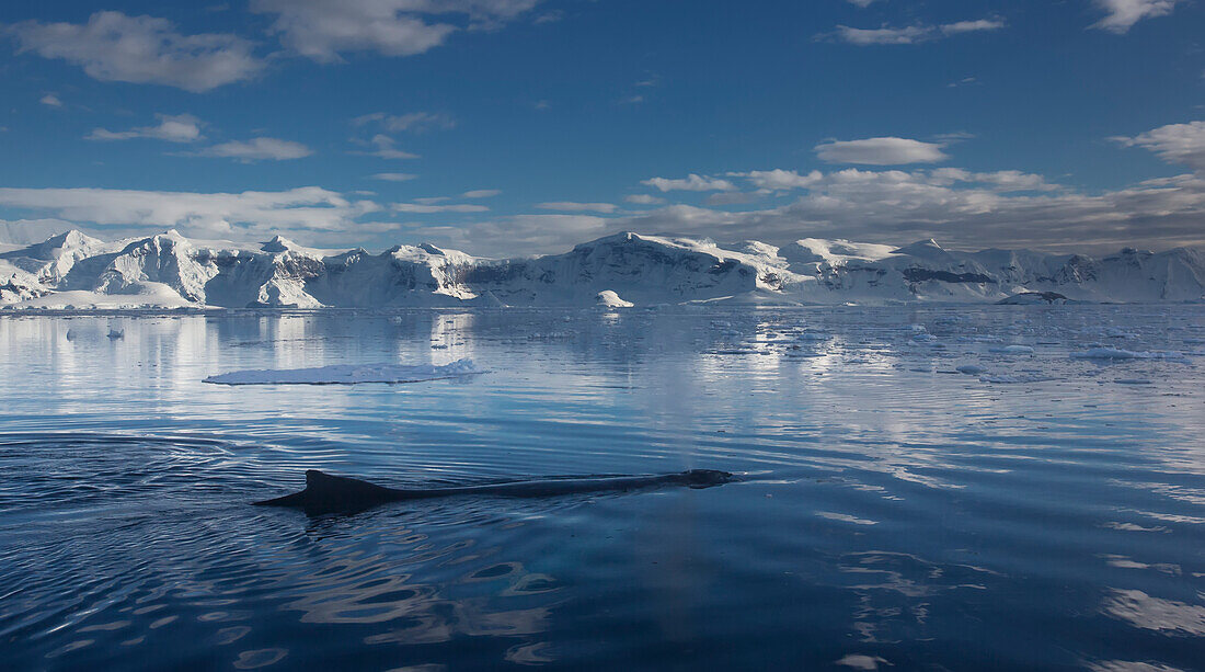 Humpback Whale (Megaptera Novaeangliae) In Gerlache Strait, Antarctic Peninsula; Antarctica