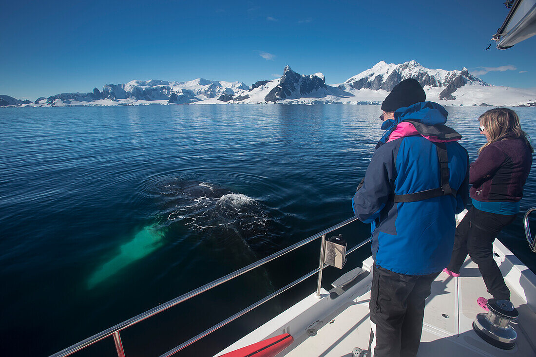 Humpback Whale (Megaptera Novaengliae) And Tourists In Gerlache Strait, Antarctic Peninsula; Antarctica