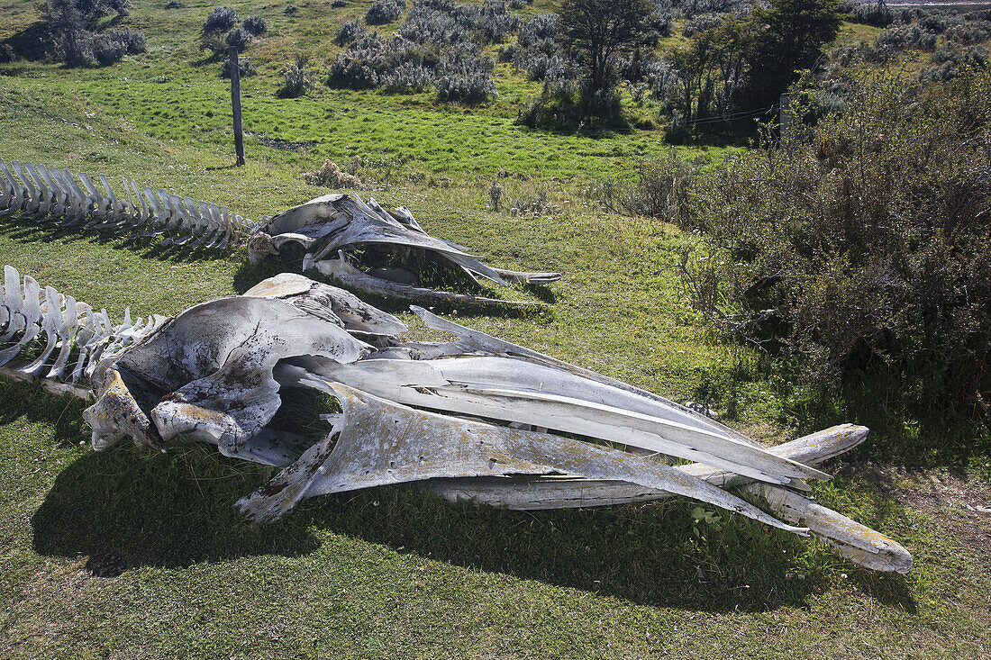 Buckelwalschädel auf Estancia Harberton; Feuerland, Argentinien