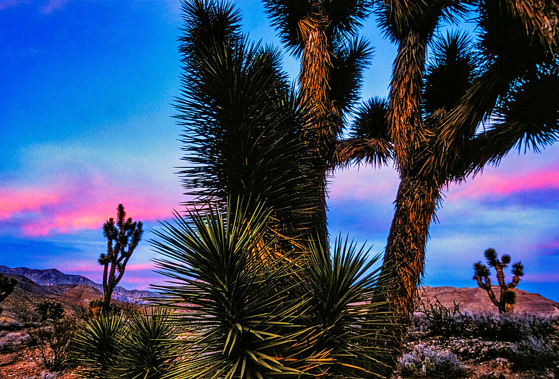 Joshua-Bäume (Yucca brevifolia) sind eine Yucca-Art, die eine Höhe erreichen kann, die stark von jährlichen Regenfällen abhängt. Die einheimische Pflanze ist formal als Yucca brevifolia bekannt und wächst in niedrigeren Lagen in der Wüste in der Nähe des Virgin River im Südwesten Utahs; Utah, Vereinigte Staaten von Amerika