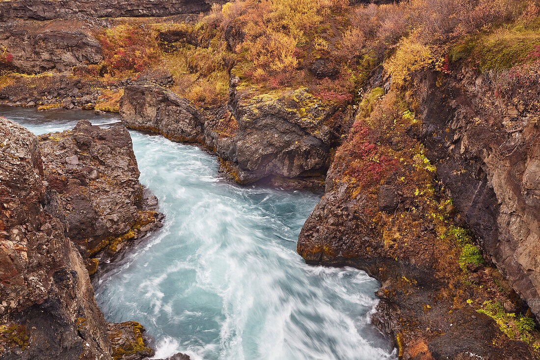 Herbstlich gefärbte Tundra entlang des Hvita-Flusses, direkt flussabwärts des Barnafoss-Wasserfalls, in der Nähe von Reykholt, im Westen Islands; Island