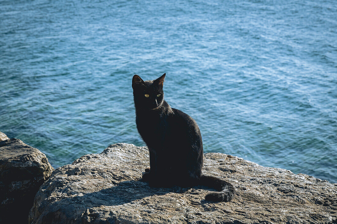Katze sitzt auf einem Felsen an der Uferpromenade und genießt das Sonnenlicht; Istanbul, Türkei.