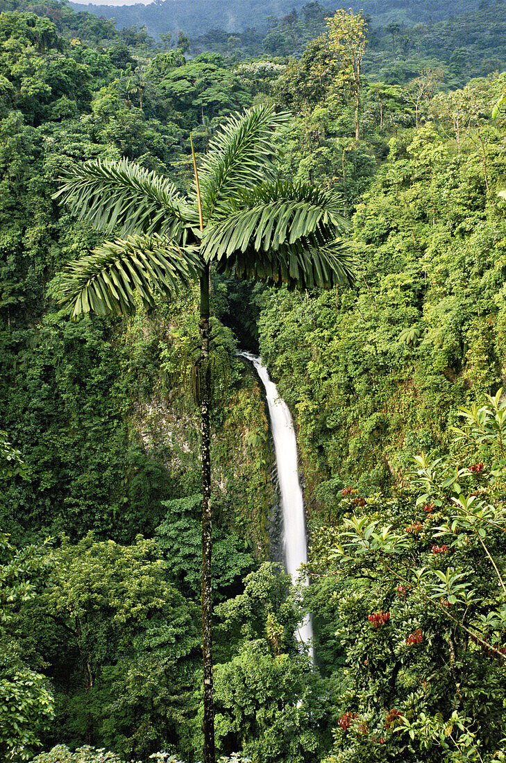 Rainforest with waterfall in Costa Rica; Costa Rica