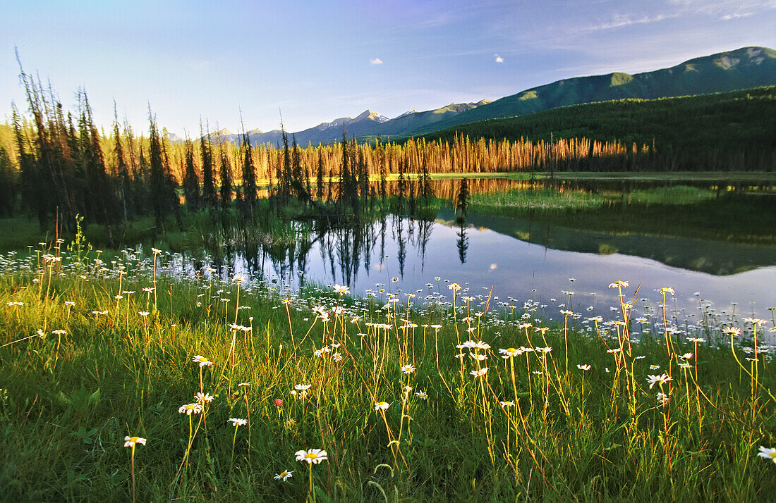 Daisies grow near a lake in Yoho National Park; British Columbia, Canada