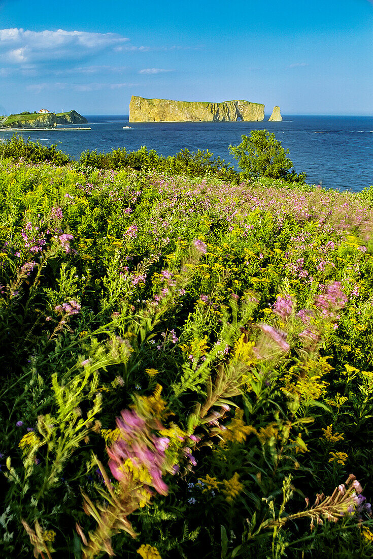 Blühende Wildblumen entlang einer Klippe am Meer; Perce Rock, Gaspe Peninsula, Quebec, Kanada.