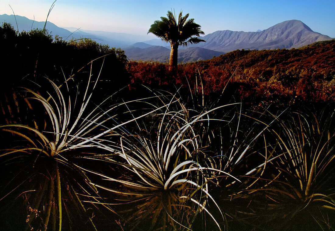 Endangered Chilean palm (Jubaea chilensis) can live more than a thousand years; Oasis de la Campana, Chile