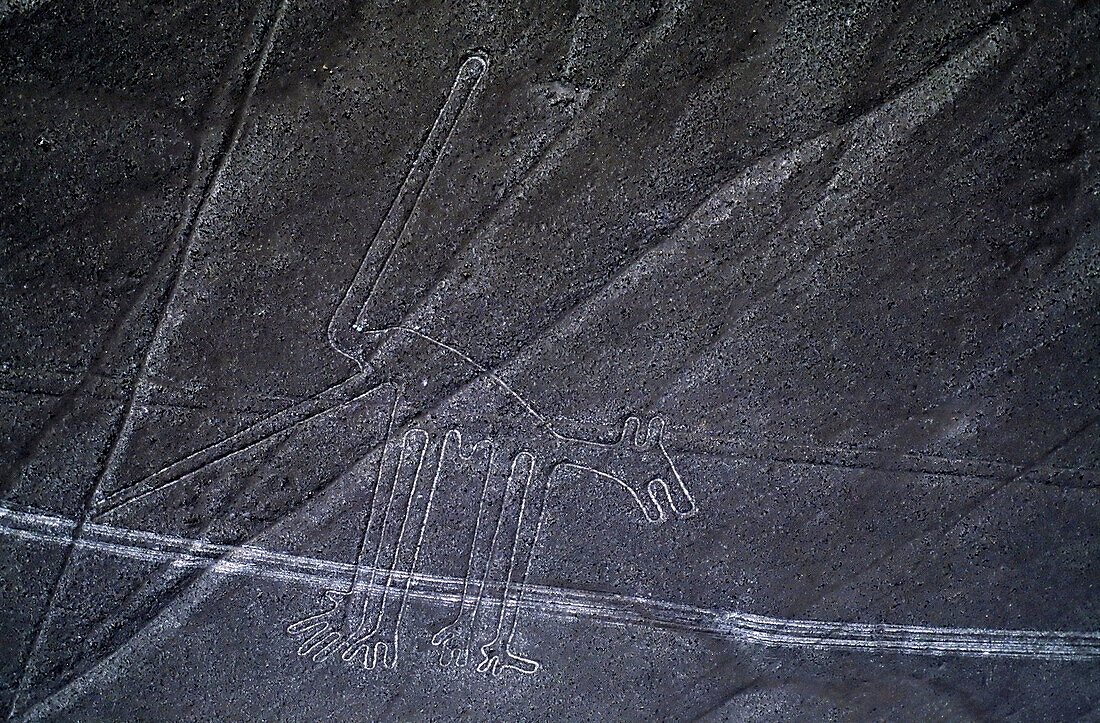 Sowohl Tierfiguren als auch geometrische Formen sind Teil der geheimnisvollen Nazca-Linien, die man am besten aus der Luft in der peruanischen Wüste sieht.  Die Figuren - ebenso wie Dreiecke, Rechtecke und gerade Linien - ziehen sich über mehrere Kilometer durch das trockene, karge Land. Der Wüstenboden ist mit einer Schicht aus eisenoxidbeschichteten Kieselsteinen bedeckt, die eine tiefe Rostfarbe aufweisen. Die alten Völker schufen ihre Muster, indem sie die obersten 12 bis 15 Zoll des Gesteins entfernten und den darunter liegenden helleren Sand freilegten. Anthropologen glauben, dass die Na