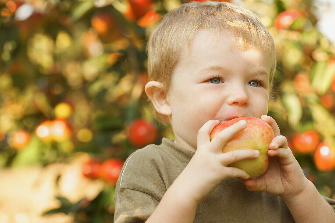 Nahaufnahme eines Jungen, der in einer Apfelplantage steht und in einen Apfel beißt