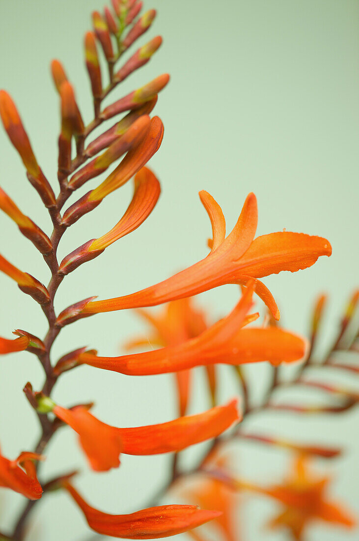 Close up of Orange Crocosmia in bloom